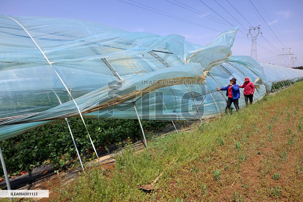 Farmers Reinforce Strawberry Greenhouses in Zaozhuang