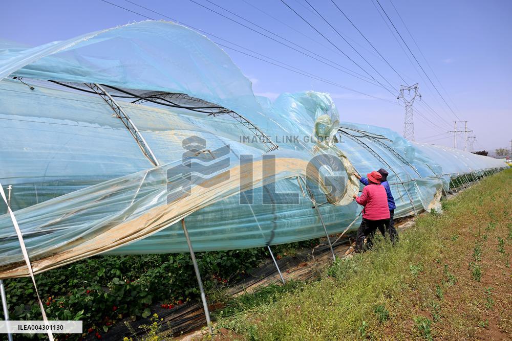 Farmers Reinforce Strawberry Greenhouses in Zaozhuang