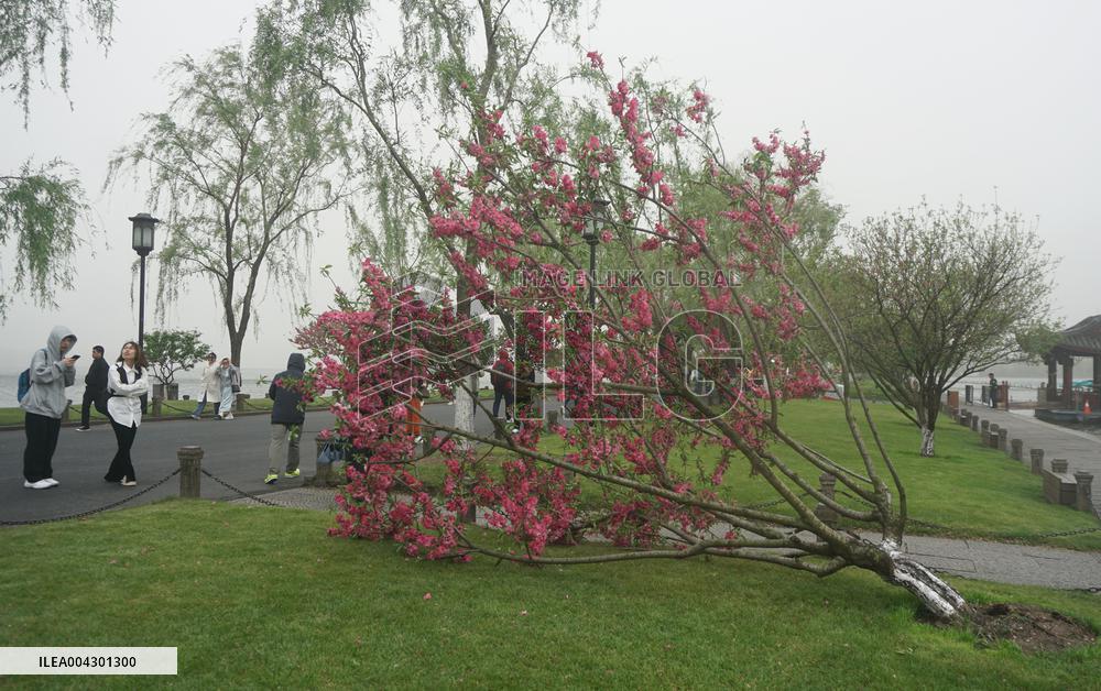 Tree Blown Down at West Lake in Hangzhou