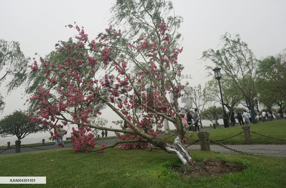 Tree Blown Down at West Lake in Hangzhou