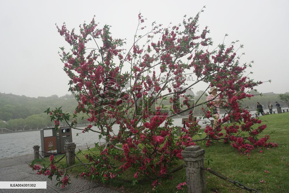 Tree Blown Down at West Lake in Hangzhou
