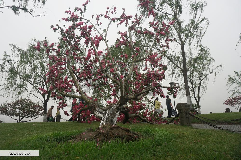 Tree Blown Down at West Lake in Hangzhou