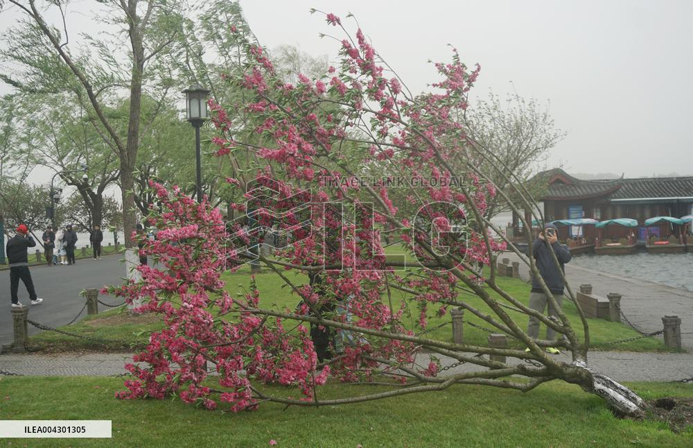 Tree Blown Down at West Lake in Hangzhou