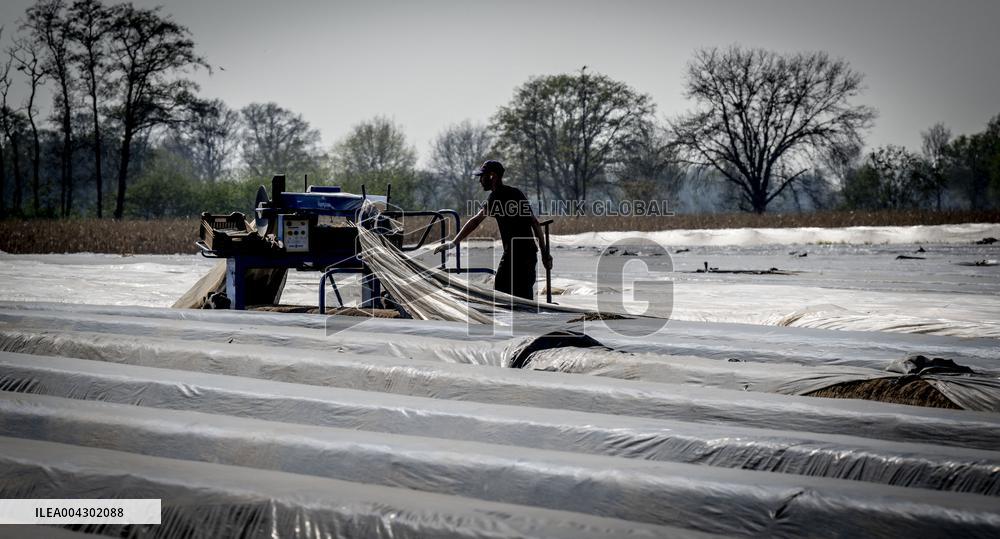 Asparagus Harvest By Migrants - Netherlands