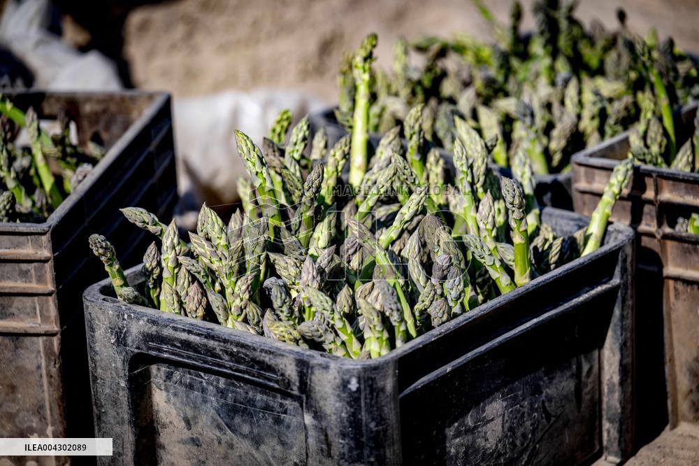Asparagus Harvest By Migrants - Netherlands