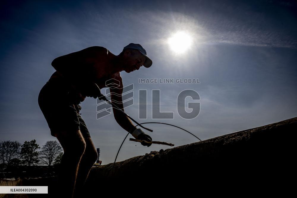 Asparagus Harvest By Migrants - Netherlands
