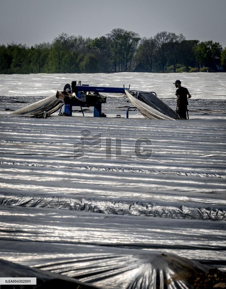 Asparagus Harvest By Migrants - Netherlands