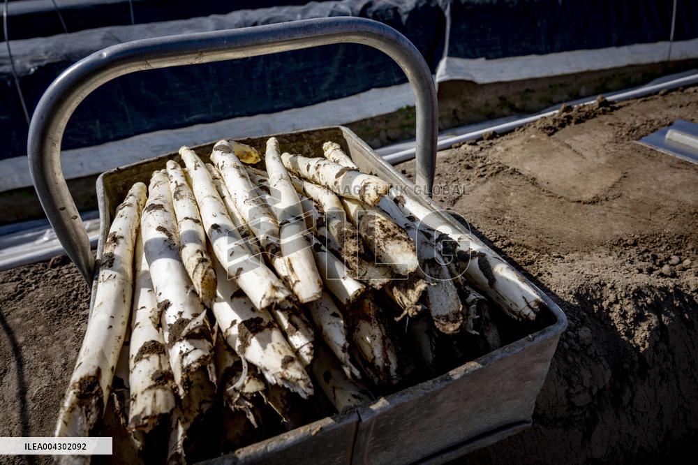 Asparagus Harvest By Migrants - Netherlands