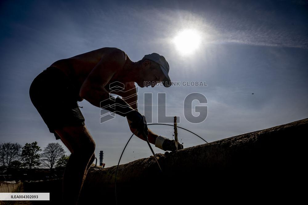 Asparagus Harvest By Migrants - Netherlands