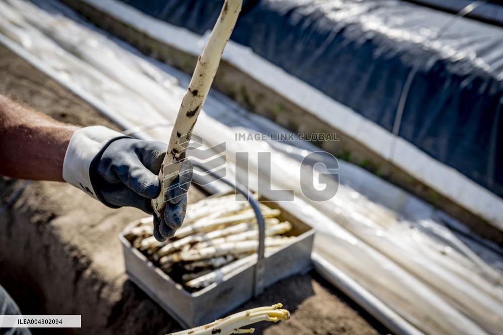 Asparagus Harvest By Migrants - Netherlands