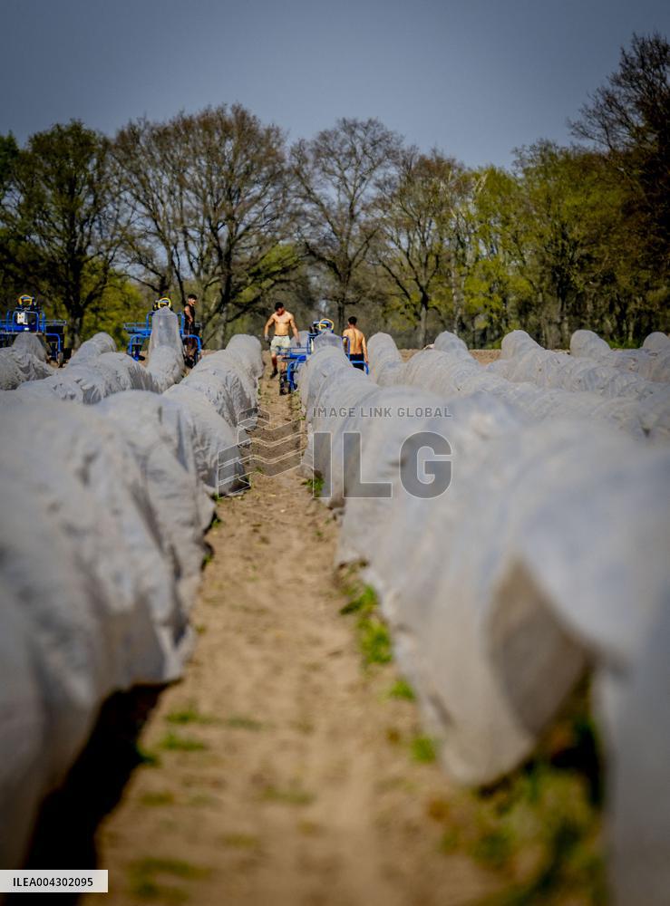 Asparagus Harvest By Migrants - Netherlands