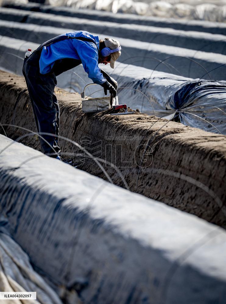 Asparagus Harvest By Migrants - Netherlands