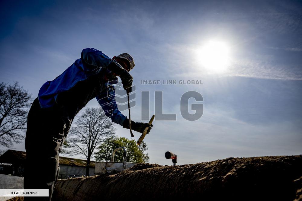 Asparagus Harvest By Migrants - Netherlands