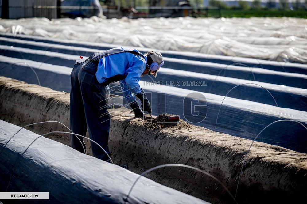 Asparagus Harvest By Migrants - Netherlands
