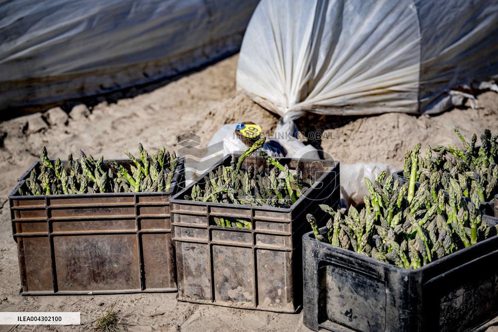 Asparagus Harvest By Migrants - Netherlands