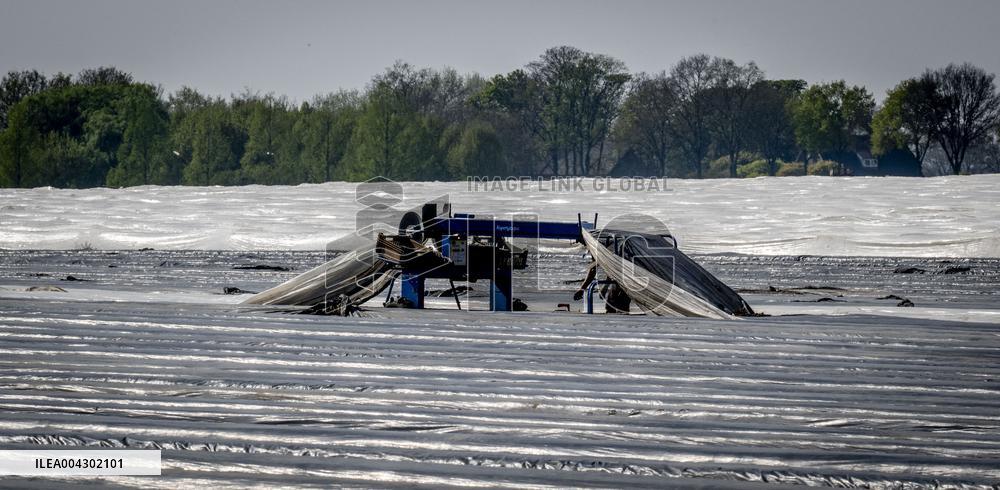 Asparagus Harvest By Migrants - Netherlands