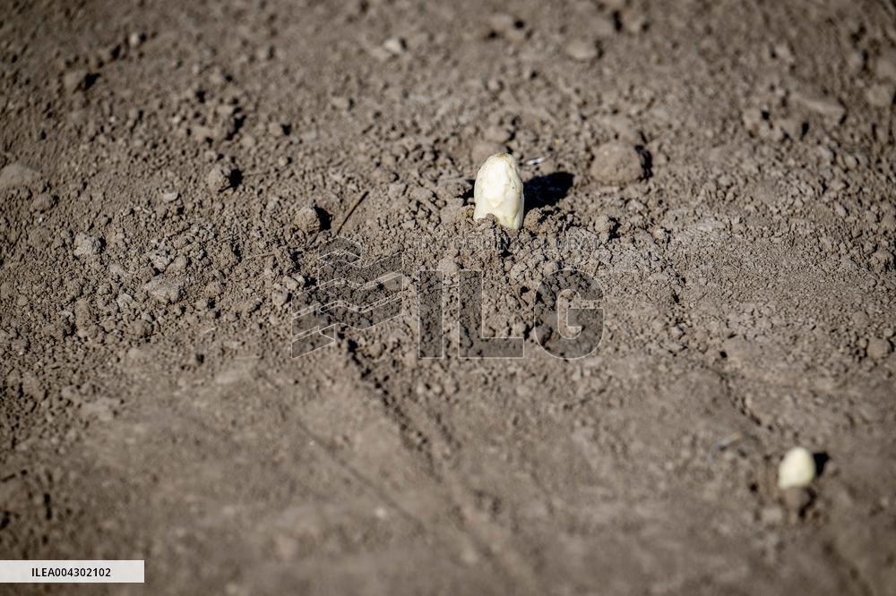 Asparagus Harvest By Migrants - Netherlands