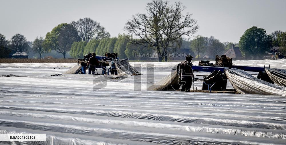 Asparagus Harvest By Migrants - Netherlands