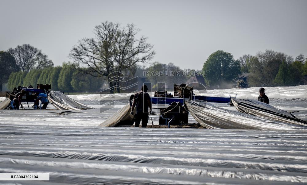Asparagus Harvest By Migrants - Netherlands