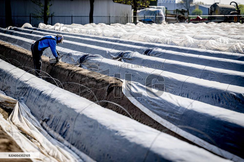 Asparagus Harvest By Migrants - Netherlands