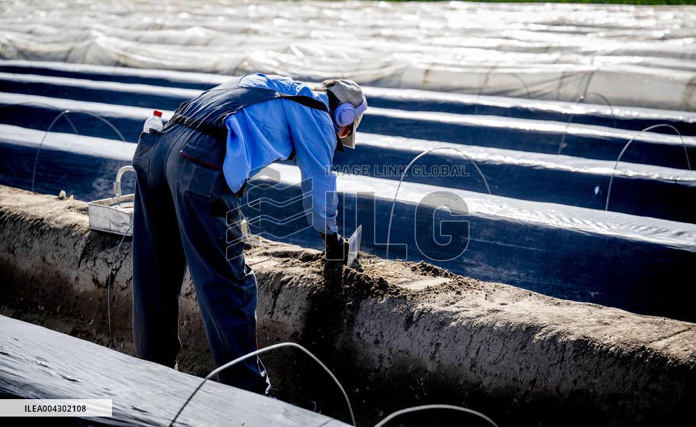 Asparagus Harvest By Migrants - Netherlands