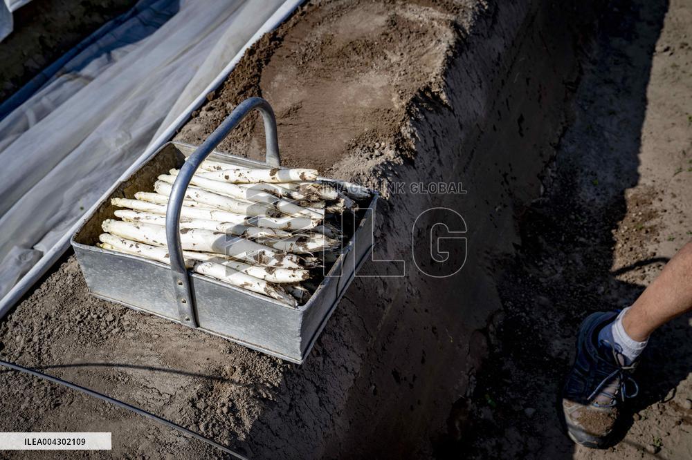 Asparagus Harvest By Migrants - Netherlands