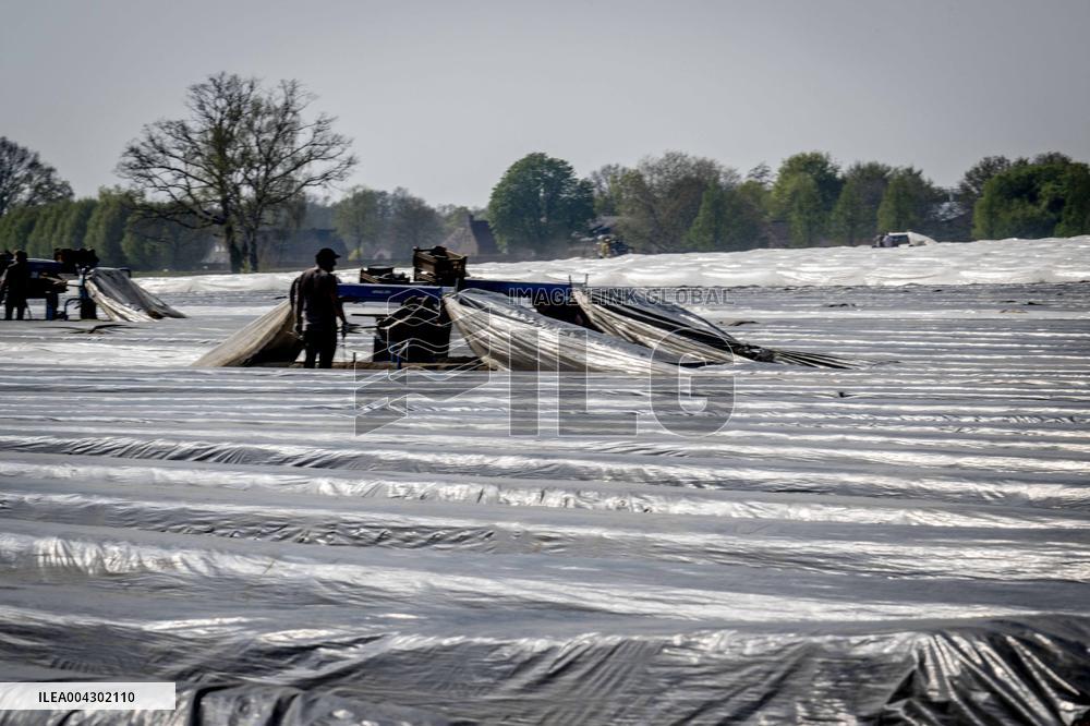 Asparagus Harvest By Migrants - Netherlands