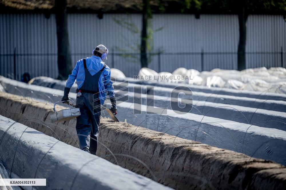 Asparagus Harvest By Migrants - Netherlands