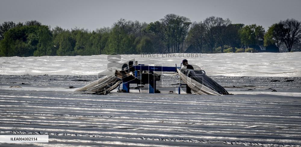 Asparagus Harvest By Migrants - Netherlands