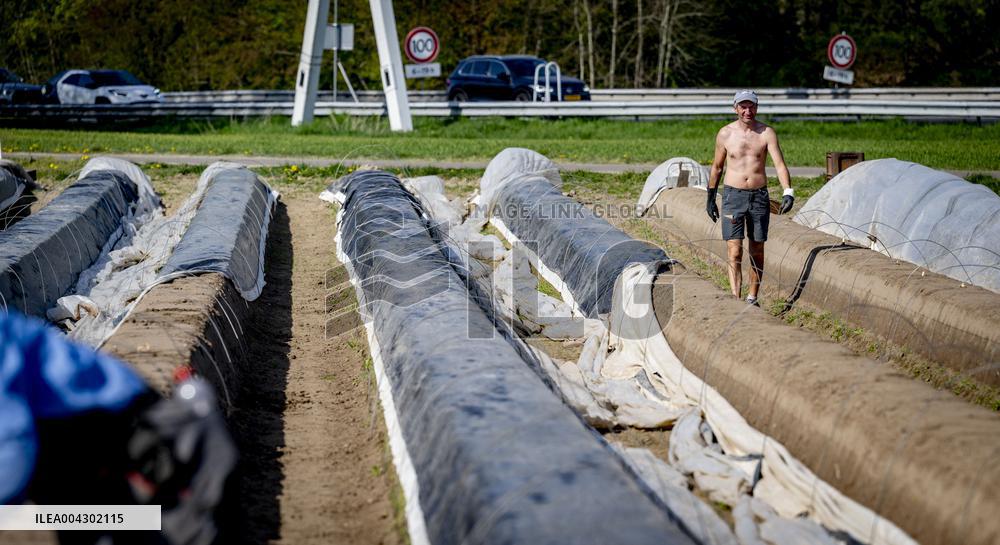 Asparagus Harvest By Migrants - Netherlands