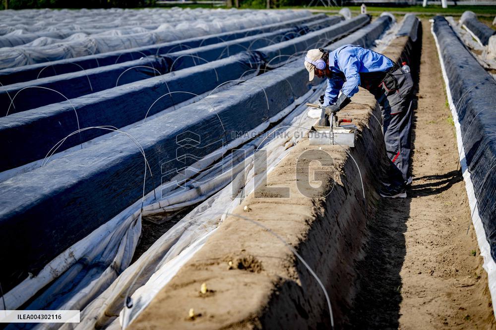 Asparagus Harvest By Migrants - Netherlands