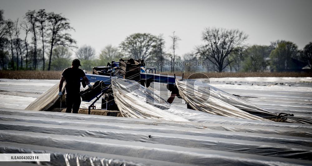 Asparagus Harvest By Migrants - Netherlands