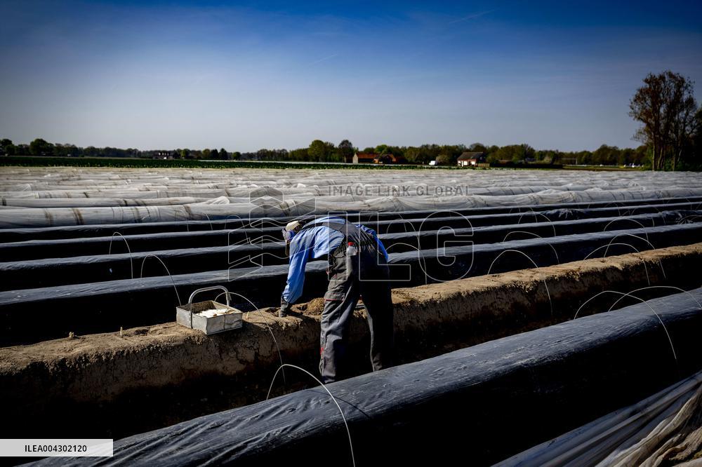 Asparagus Harvest By Migrants - Netherlands