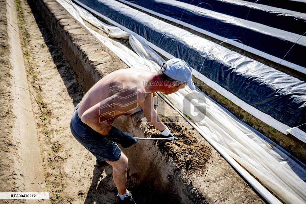 Asparagus Harvest By Migrants - Netherlands