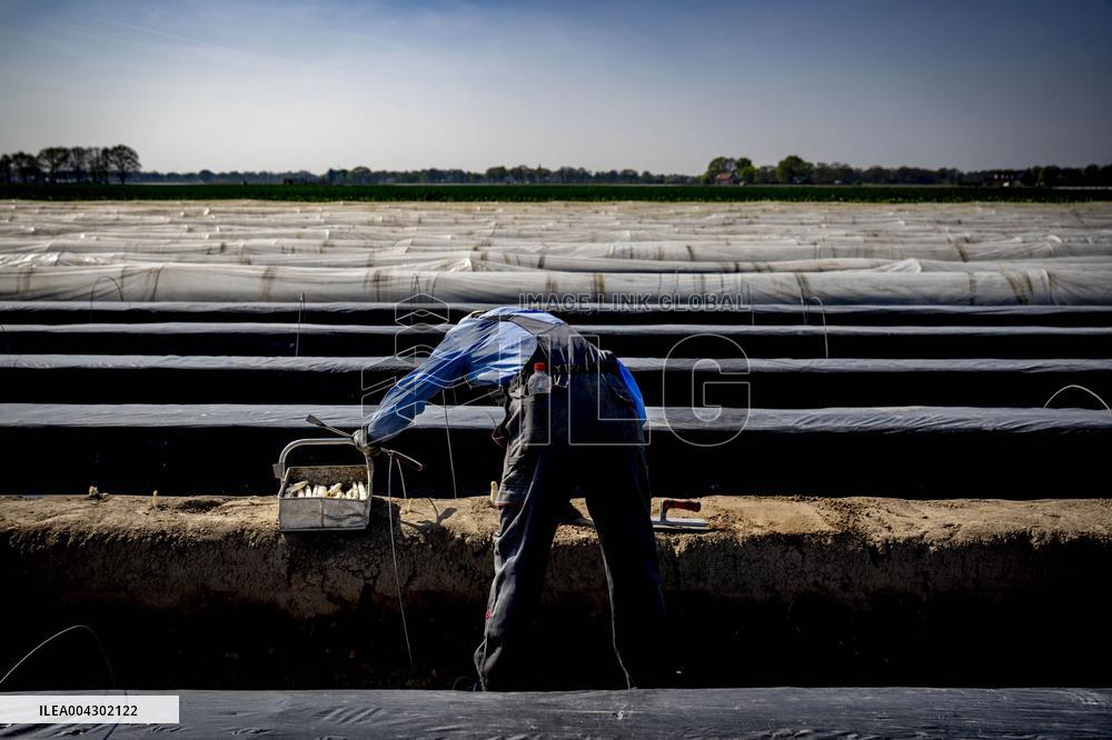 Asparagus Harvest By Migrants - Netherlands