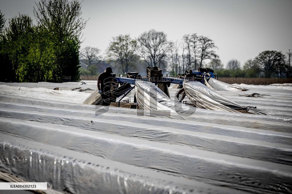Asparagus Harvest By Migrants - Netherlands