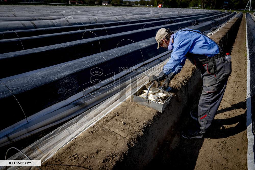 Asparagus Harvest By Migrants - Netherlands
