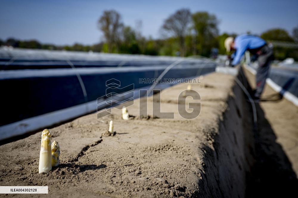 Asparagus Harvest By Migrants - Netherlands