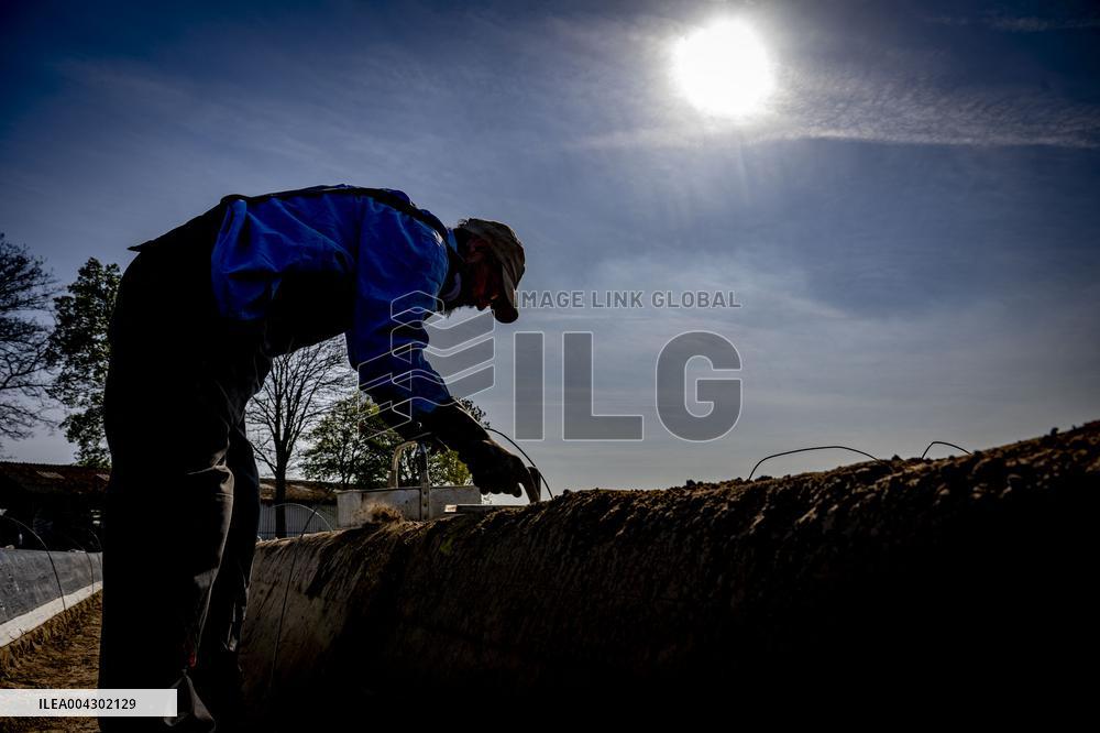 Asparagus Harvest By Migrants - Netherlands