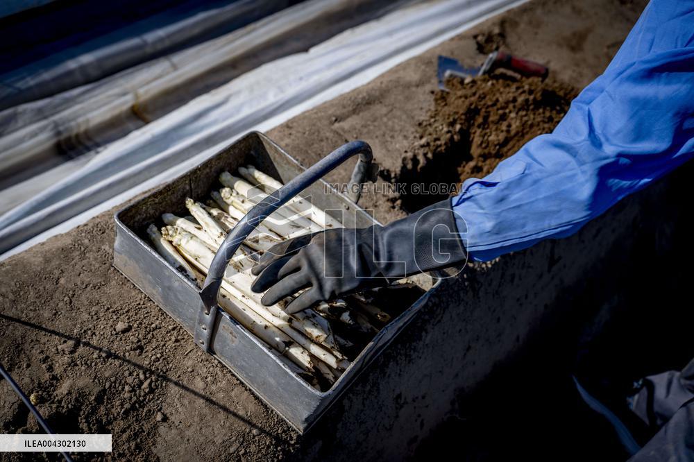 Asparagus Harvest By Migrants - Netherlands