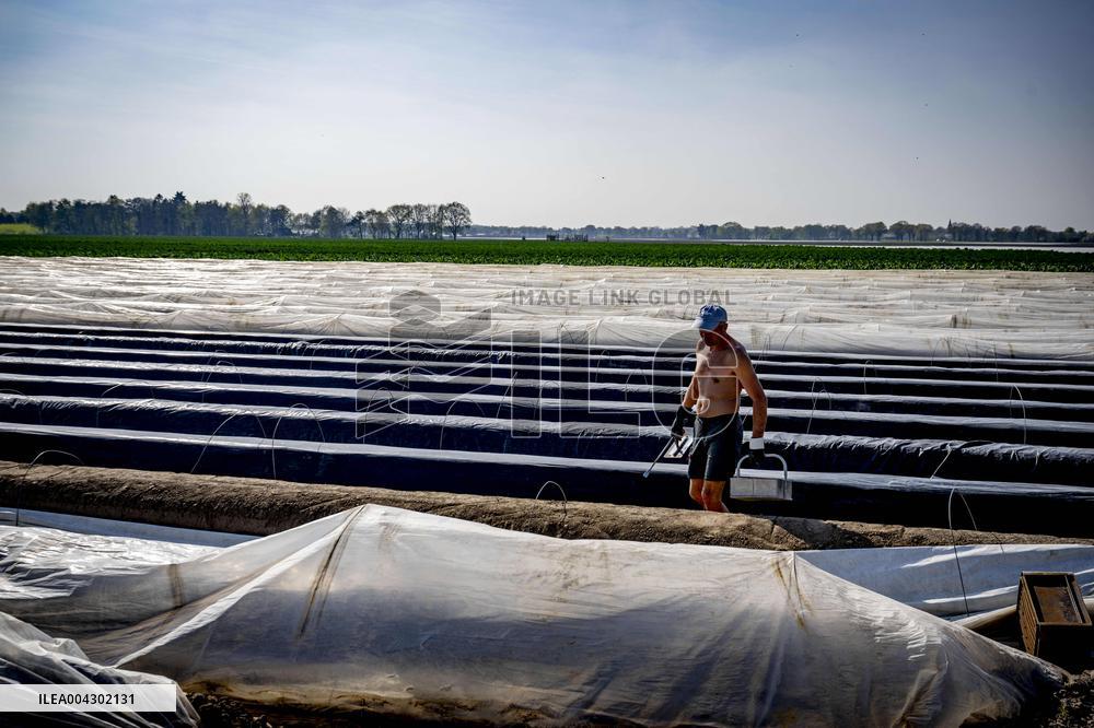 Asparagus Harvest By Migrants - Netherlands