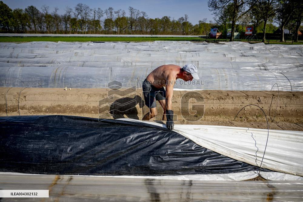 Asparagus Harvest By Migrants - Netherlands
