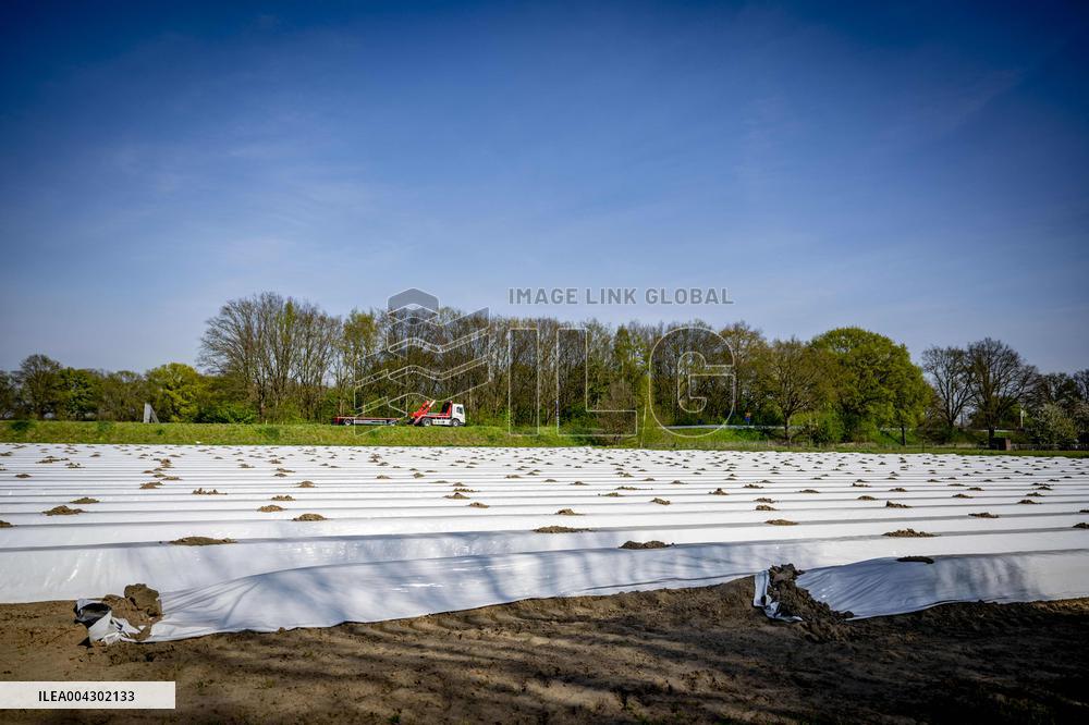 Asparagus Harvest By Migrants - Netherlands