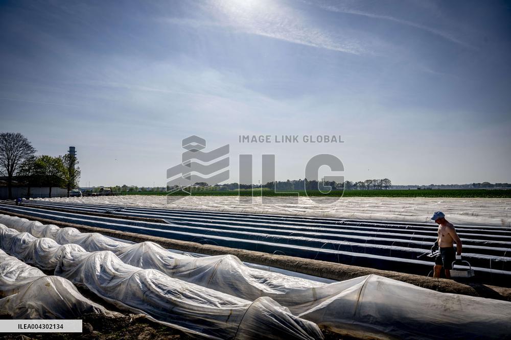 Asparagus Harvest By Migrants - Netherlands