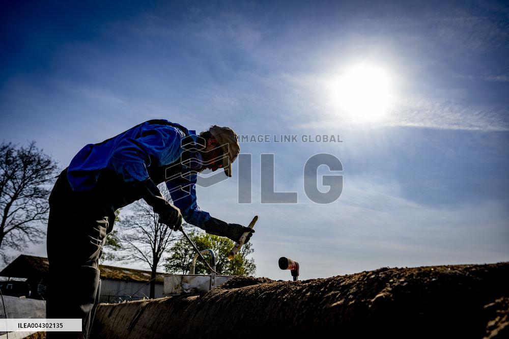 Asparagus Harvest By Migrants - Netherlands