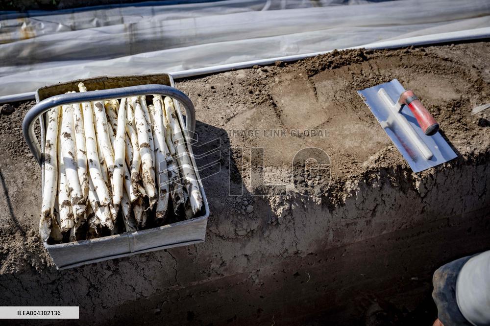 Asparagus Harvest By Migrants - Netherlands