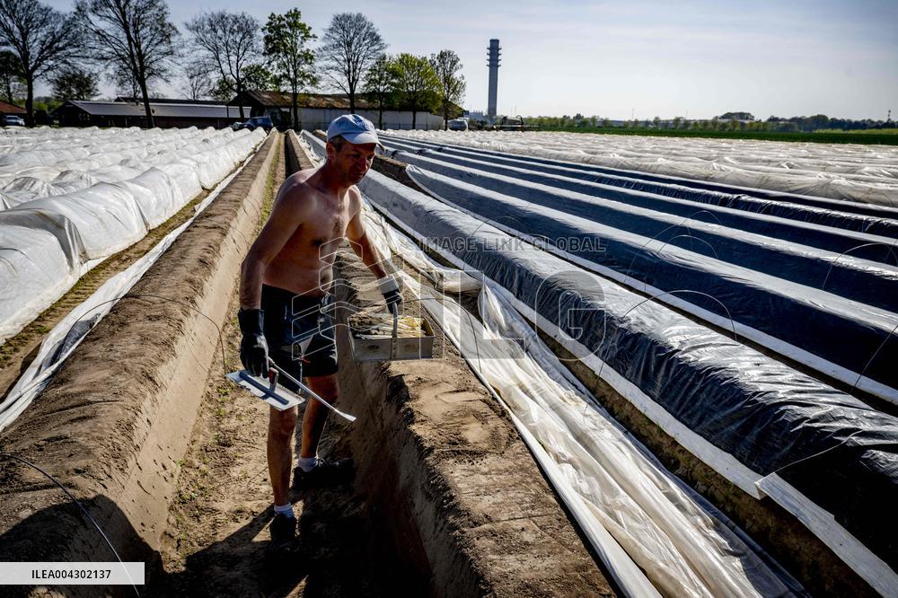 Asparagus Harvest By Migrants - Netherlands