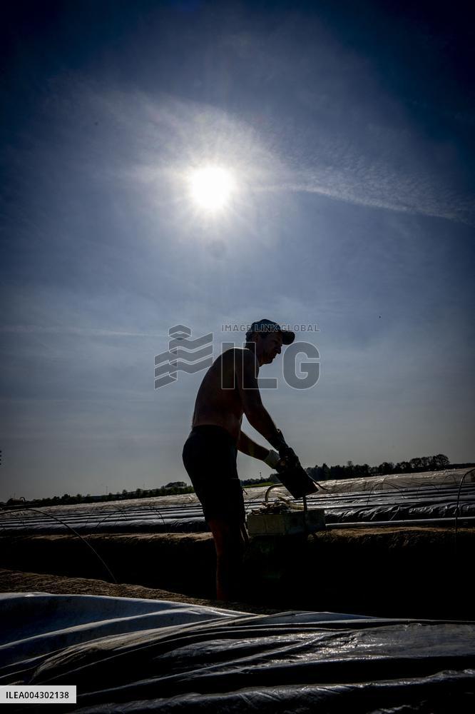 Asparagus Harvest By Migrants - Netherlands