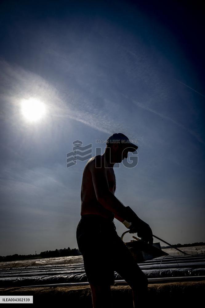 Asparagus Harvest By Migrants - Netherlands