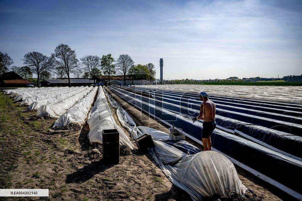 Asparagus Harvest By Migrants - Netherlands